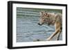 Minnesota, Sandstone, Minnesota Wildlife Connection. Grey Wolf on Log-Rona Schwarz-Framed Photographic Print