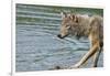 Minnesota, Sandstone, Minnesota Wildlife Connection. Grey Wolf on Log-Rona Schwarz-Framed Photographic Print