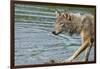 Minnesota, Sandstone, Minnesota Wildlife Connection. Grey Wolf on Log-Rona Schwarz-Framed Photographic Print