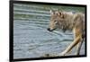 Minnesota, Sandstone, Minnesota Wildlife Connection. Grey Wolf on Log-Rona Schwarz-Framed Photographic Print