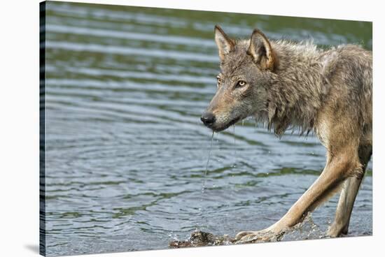 Minnesota, Sandstone, Minnesota Wildlife Connection. Grey Wolf on Log-Rona Schwarz-Stretched Canvas