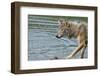 Minnesota, Sandstone, Minnesota Wildlife Connection. Grey Wolf on Log-Rona Schwarz-Framed Photographic Print