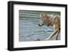 Minnesota, Sandstone, Minnesota Wildlife Connection. Grey Wolf on Log-Rona Schwarz-Framed Photographic Print