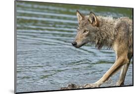 Minnesota, Sandstone, Minnesota Wildlife Connection. Grey Wolf on Log-Rona Schwarz-Mounted Photographic Print