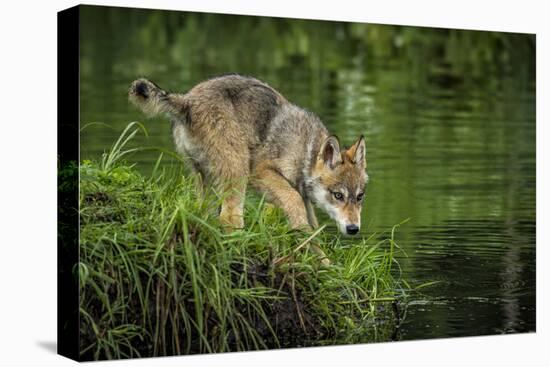 Minnesota, Sandstone, Minnesota Wildlife Connection. Grey Wolf Pup-Rona Schwarz-Stretched Canvas