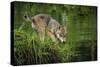 Minnesota, Sandstone, Minnesota Wildlife Connection. Grey Wolf Pup-Rona Schwarz-Stretched Canvas