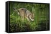 Minnesota, Sandstone, Minnesota Wildlife Connection. Grey Wolf Pup-Rona Schwarz-Framed Stretched Canvas
