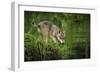 Minnesota, Sandstone, Minnesota Wildlife Connection. Grey Wolf Pup-Rona Schwarz-Framed Photographic Print