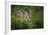 Minnesota, Sandstone, Minnesota Wildlife Connection. Grey Wolf Pup-Rona Schwarz-Framed Photographic Print