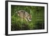 Minnesota, Sandstone, Minnesota Wildlife Connection. Grey Wolf Pup-Rona Schwarz-Framed Photographic Print