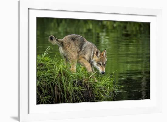 Minnesota, Sandstone, Minnesota Wildlife Connection. Grey Wolf Pup-Rona Schwarz-Framed Photographic Print