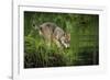 Minnesota, Sandstone, Minnesota Wildlife Connection. Grey Wolf Pup-Rona Schwarz-Framed Photographic Print