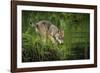 Minnesota, Sandstone, Minnesota Wildlife Connection. Grey Wolf Pup-Rona Schwarz-Framed Photographic Print