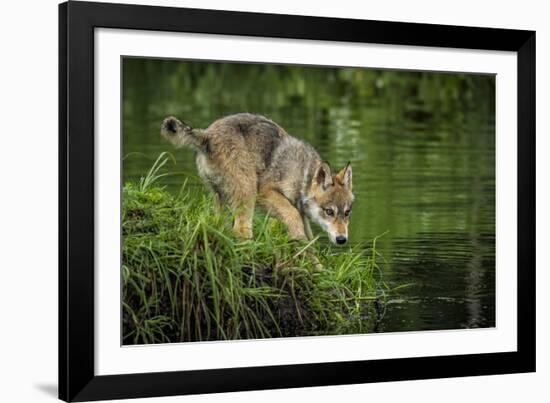 Minnesota, Sandstone, Minnesota Wildlife Connection. Grey Wolf Pup-Rona Schwarz-Framed Photographic Print