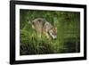 Minnesota, Sandstone, Minnesota Wildlife Connection. Grey Wolf Pup-Rona Schwarz-Framed Photographic Print