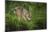 Minnesota, Sandstone, Minnesota Wildlife Connection. Grey Wolf Pup-Rona Schwarz-Mounted Photographic Print
