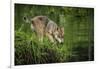 Minnesota, Sandstone, Minnesota Wildlife Connection. Grey Wolf Pup-Rona Schwarz-Framed Photographic Print