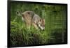 Minnesota, Sandstone, Minnesota Wildlife Connection. Grey Wolf Pup-Rona Schwarz-Framed Photographic Print