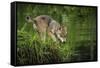 Minnesota, Sandstone, Minnesota Wildlife Connection. Grey Wolf Pup-Rona Schwarz-Framed Stretched Canvas