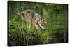 Minnesota, Sandstone, Minnesota Wildlife Connection. Grey Wolf Pup-Rona Schwarz-Stretched Canvas