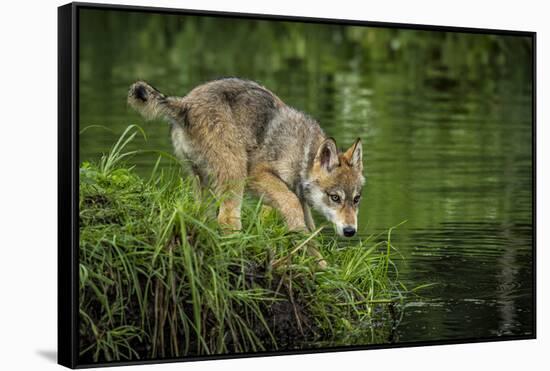 Minnesota, Sandstone, Minnesota Wildlife Connection. Grey Wolf Pup-Rona Schwarz-Framed Stretched Canvas