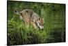 Minnesota, Sandstone, Minnesota Wildlife Connection. Grey Wolf Pup-Rona Schwarz-Stretched Canvas