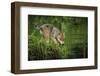 Minnesota, Sandstone, Minnesota Wildlife Connection. Grey Wolf Pup-Rona Schwarz-Framed Photographic Print