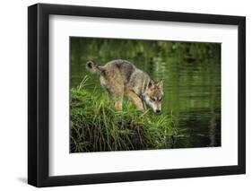 Minnesota, Sandstone, Minnesota Wildlife Connection. Grey Wolf Pup-Rona Schwarz-Framed Photographic Print