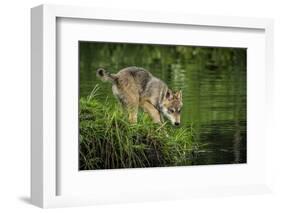 Minnesota, Sandstone, Minnesota Wildlife Connection. Grey Wolf Pup-Rona Schwarz-Framed Photographic Print