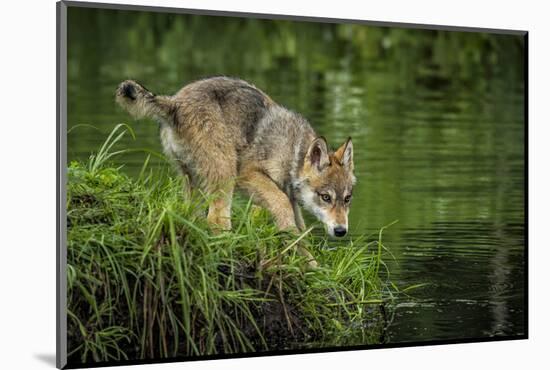Minnesota, Sandstone, Minnesota Wildlife Connection. Grey Wolf Pup-Rona Schwarz-Mounted Photographic Print