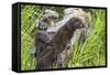 Minnesota, Sandstone, Minnesota Wildlife Connection. Two Mink Kits-Rona Schwarz-Framed Stretched Canvas