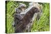 Minnesota, Sandstone, Minnesota Wildlife Connection. Two Mink Kits-Rona Schwarz-Stretched Canvas