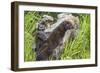 Minnesota, Sandstone, Minnesota Wildlife Connection. Two Mink Kits-Rona Schwarz-Framed Photographic Print