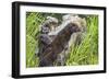 Minnesota, Sandstone, Minnesota Wildlife Connection. Two Mink Kits-Rona Schwarz-Framed Photographic Print