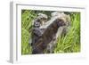 Minnesota, Sandstone, Minnesota Wildlife Connection. Two Mink Kits-Rona Schwarz-Framed Photographic Print