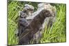 Minnesota, Sandstone, Minnesota Wildlife Connection. Two Mink Kits-Rona Schwarz-Mounted Photographic Print