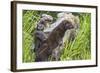 Minnesota, Sandstone, Minnesota Wildlife Connection. Two Mink Kits-Rona Schwarz-Framed Photographic Print