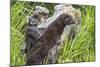 Minnesota, Sandstone, Minnesota Wildlife Connection. Two Mink Kits-Rona Schwarz-Mounted Photographic Print