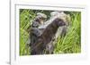 Minnesota, Sandstone, Minnesota Wildlife Connection. Two Mink Kits-Rona Schwarz-Framed Photographic Print