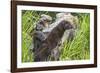 Minnesota, Sandstone, Minnesota Wildlife Connection. Two Mink Kits-Rona Schwarz-Framed Photographic Print