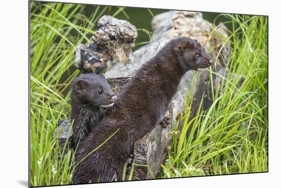 Minnesota, Sandstone, Minnesota Wildlife Connection. Two Mink Kits-Rona Schwarz-Mounted Photographic Print