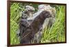 Minnesota, Sandstone, Minnesota Wildlife Connection. Two Mink Kits-Rona Schwarz-Framed Photographic Print