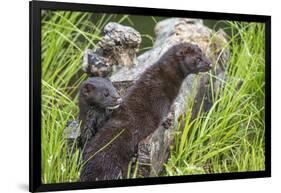 Minnesota, Sandstone, Minnesota Wildlife Connection. Two Mink Kits-Rona Schwarz-Framed Photographic Print