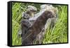 Minnesota, Sandstone, Minnesota Wildlife Connection. Two Mink Kits-Rona Schwarz-Framed Stretched Canvas