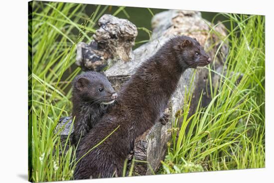 Minnesota, Sandstone, Minnesota Wildlife Connection. Two Mink Kits-Rona Schwarz-Stretched Canvas