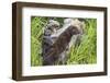 Minnesota, Sandstone, Minnesota Wildlife Connection. Two Mink Kits-Rona Schwarz-Framed Photographic Print