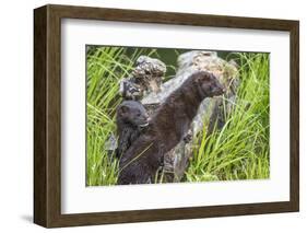 Minnesota, Sandstone, Minnesota Wildlife Connection. Two Mink Kits-Rona Schwarz-Framed Photographic Print