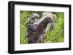 Minnesota, Sandstone, Minnesota Wildlife Connection. Two Mink Kits-Rona Schwarz-Framed Photographic Print