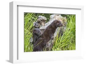 Minnesota, Sandstone, Minnesota Wildlife Connection. Two Mink Kits-Rona Schwarz-Framed Photographic Print