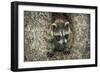 Minnesota, Sandstone. Raccoon in a Hollow Tree-Rona Schwarz-Framed Photographic Print